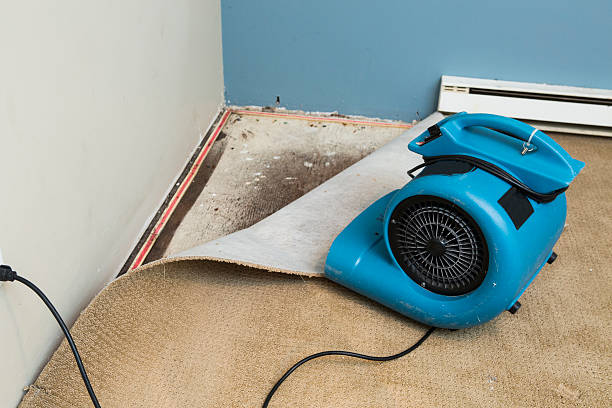 Best Professional water damage repair  in Mount Vernon, AL